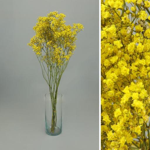 Paniculata preservada amarillo million star