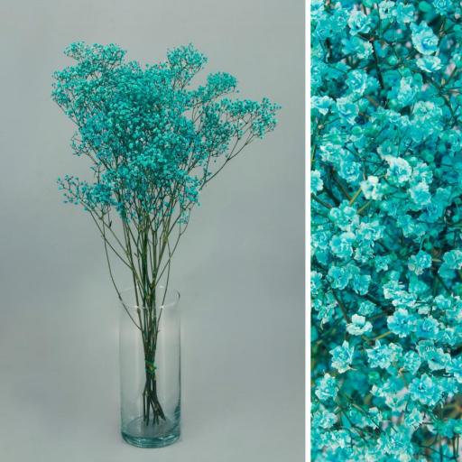 Paniculata preservada azul million star