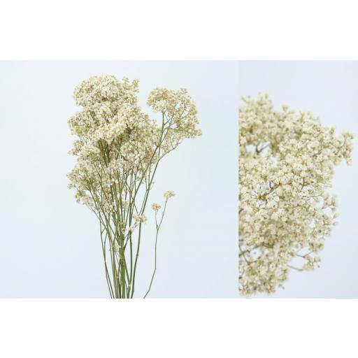 Paniculata preservada blanca million daysy [0]