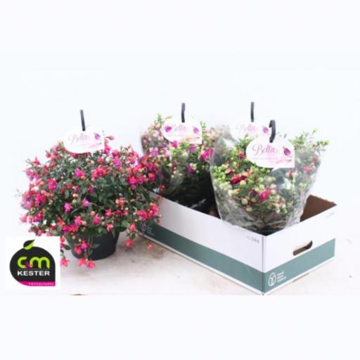 Pendientes de la Reina (Fuchsia bella) 