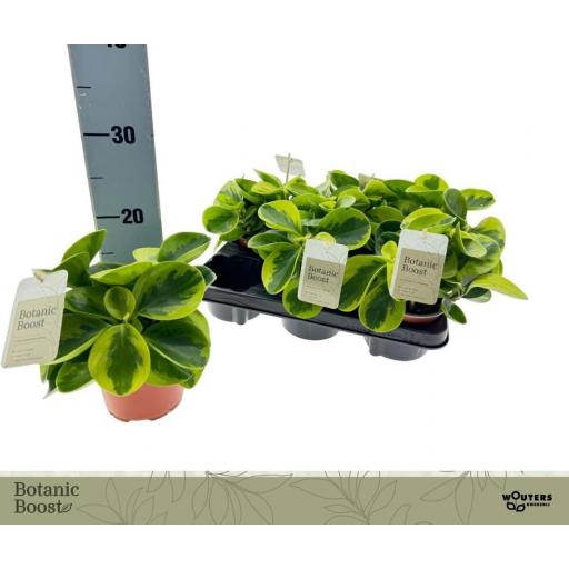 Peperomia Obtusifolia Obtipan [0]