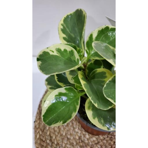 Peperomia Obtusifolia Variegata [1]
