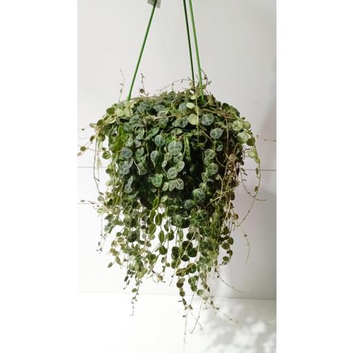 Peperomia prostata colgante [1]