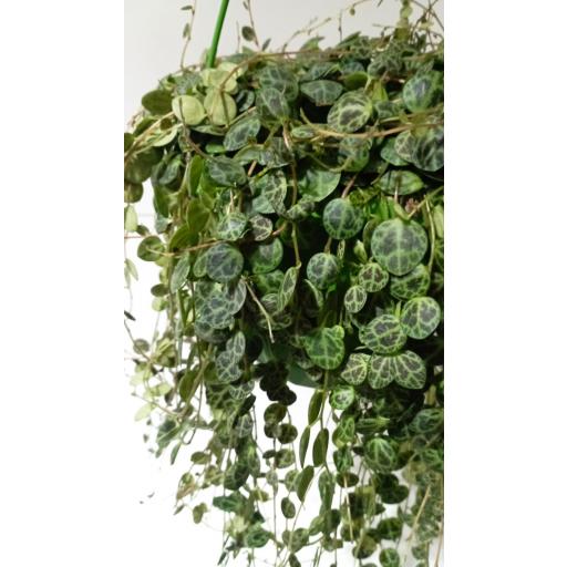 Peperomia prostata colgante [2]