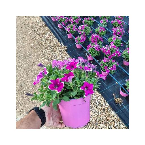 Petunia surfinea