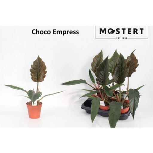 Philodendro Choco Empress