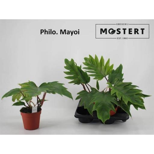 Philodendro Overig Mayoi