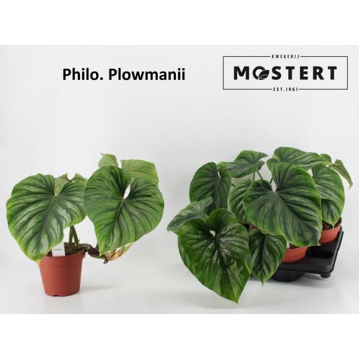 Philodendro Plowmanii [0]