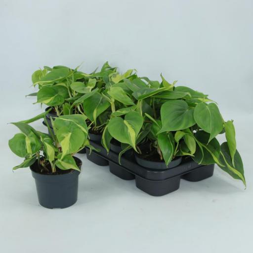 Philodendro Scandens Brasil