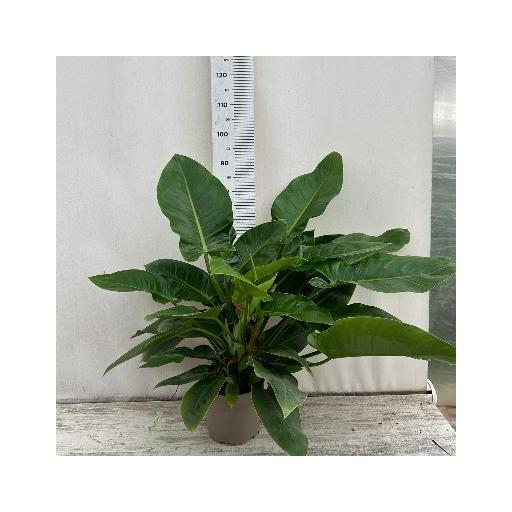 Philodemdron imperial [0]