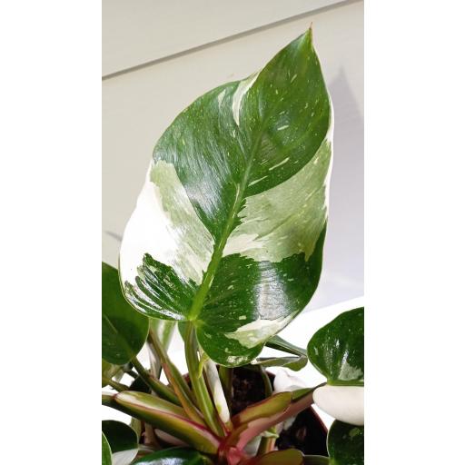 Philodendron blanco Princess [2]
