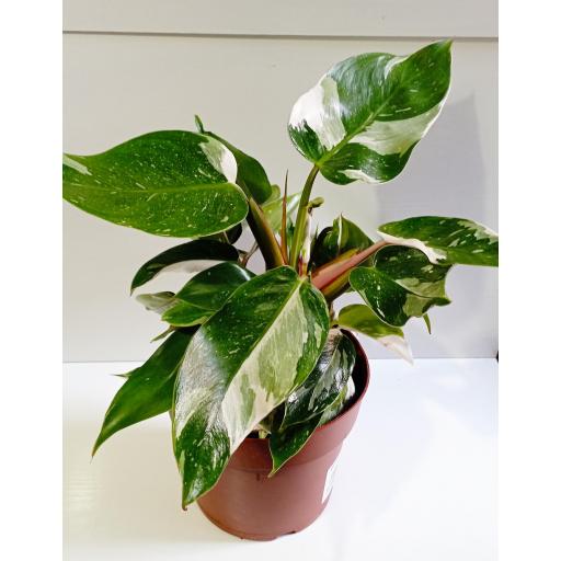 Philodendron blanco Princess [1]