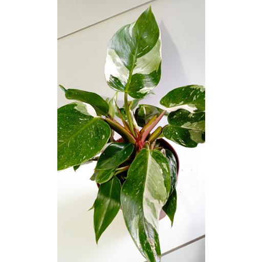 Philodendron blanco Princess