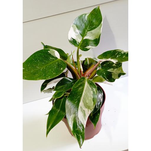 Philodendron blanco Princess [3]