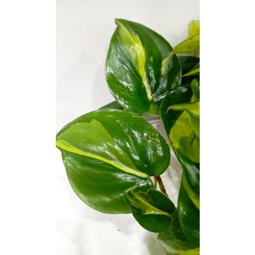 Philodendron scandens brasil [1]