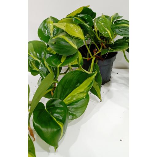 Philodendron scandens brasil [2]