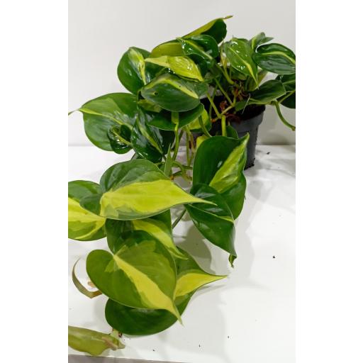 Philodendron scandens brasil [3]