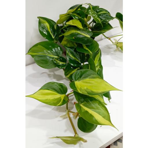 Philodendron scandens brasil