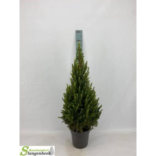 Picea glauca Conica 100 cm