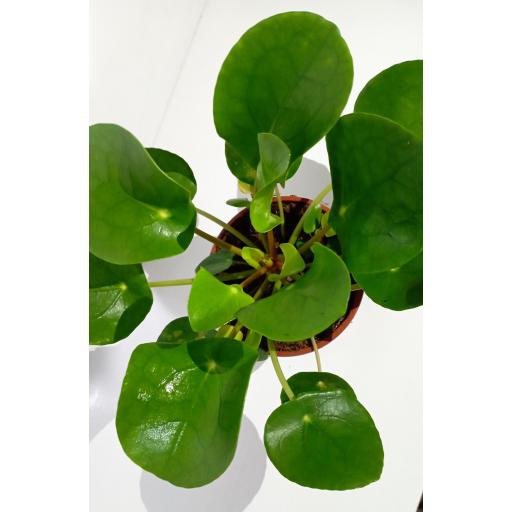 Pilea Peperomioides (Planta del dinero Chino) 