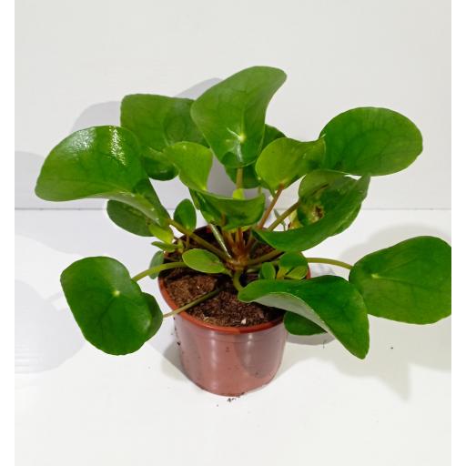 Pilea Peperomioides (Planta del dinero Chino) 