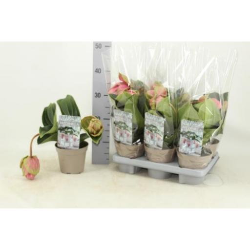 Medinilla Magnifica CANDY