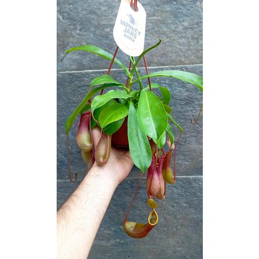 Planta carnivora  Nepentes Alata 
