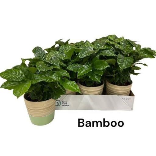 Planta del café con macetero bambú [0]