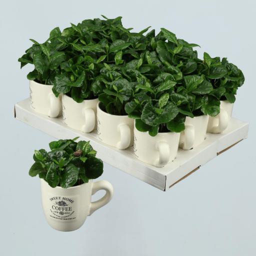 Planta del café con macetero taza cerámica [0]