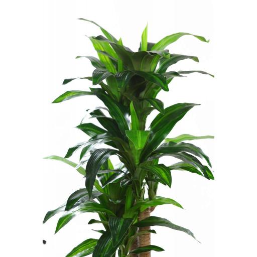 Planta dracena artificial 130 cm [1]