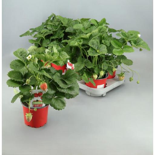 Planta fresas