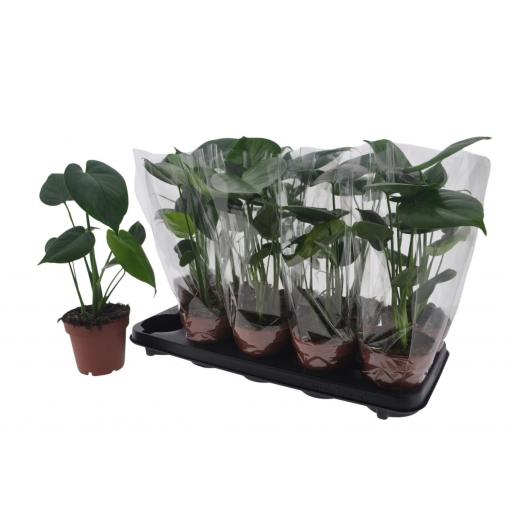 Monstera deliciosa (costilla de Adán)  80 cm [0]