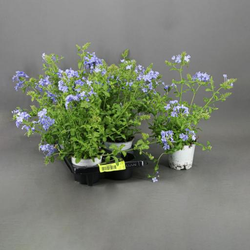 Plumbago - jazmin azul 