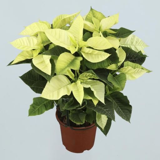 Poinsettia  (Flor de pascua) blanca [0]