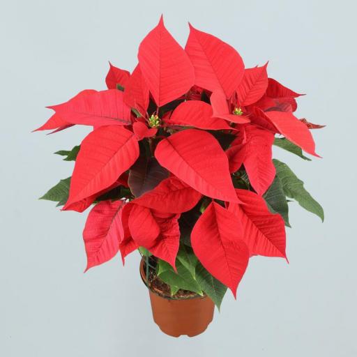 Poinsettia  (Flor de pascua) roja [0]