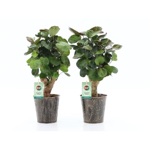 Polyscias Fabian con macetero de metal [0]