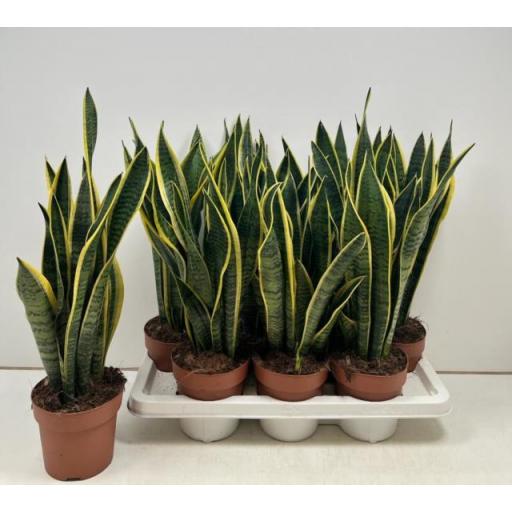 Sansevieria laurentii 50 cm