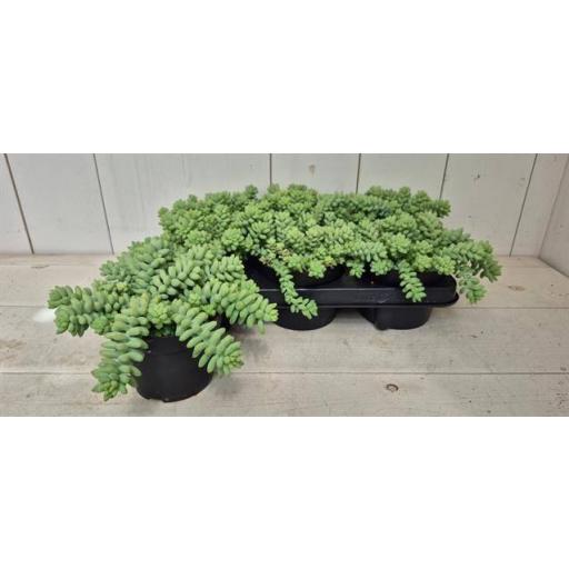 Sedum burrito 15 cm