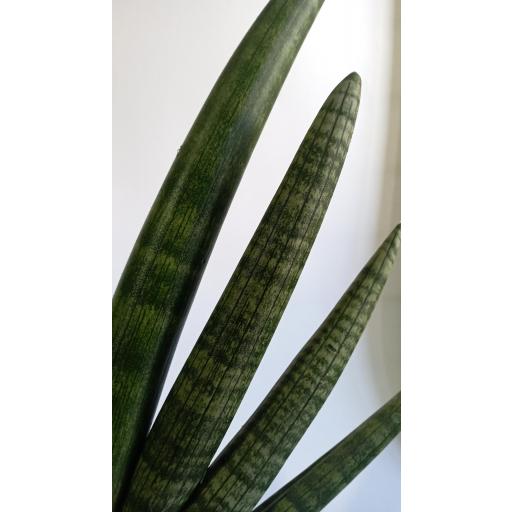 Sanseviera Cilindrica Handshake con macetero [2]