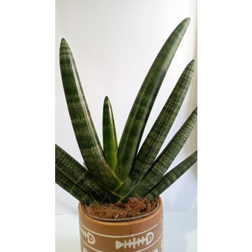 Sanseviera Cilindrica Handshake con macetero [1]