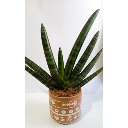 Sanseviera Cilindrica Handshake con macetero [3]