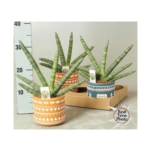 Sanseviera Cilindrica Handshake con macetero