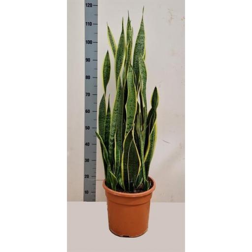 Sansevieria laurentii 110 cm 