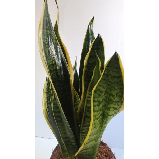 Sansevieria superba 45 cm [3]
