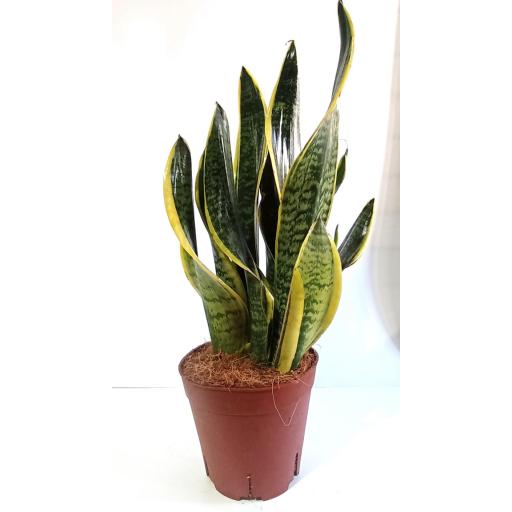 Sansevieria superba 45 cm [1]