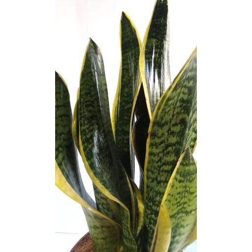 Sansevieria superba 45 cm [2]