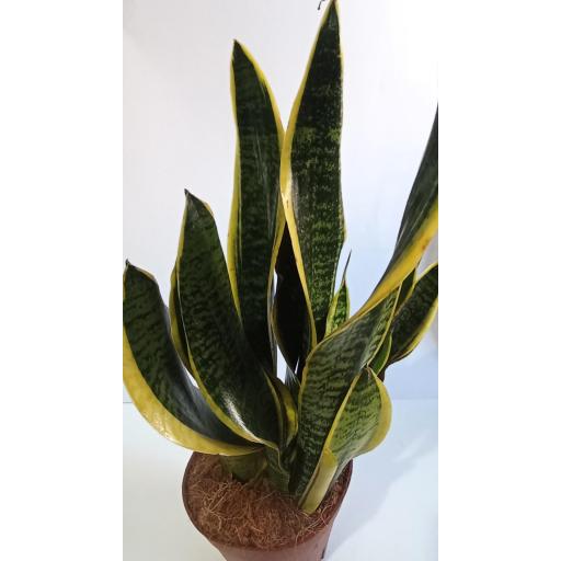 Sansevieria superba 45 cm