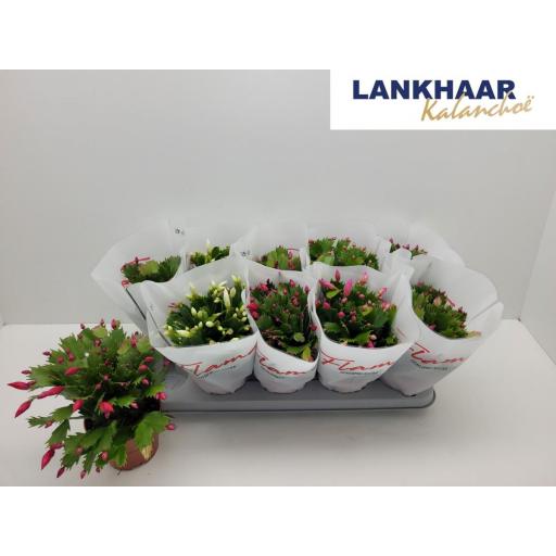 Schlumbergera cactus de navidad [0]