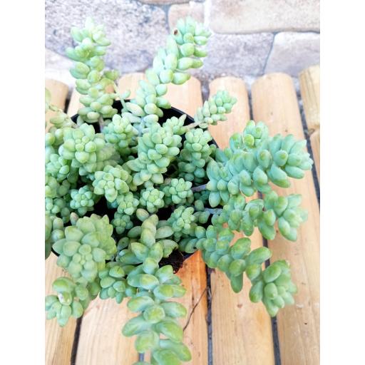 Sedum "burrito"