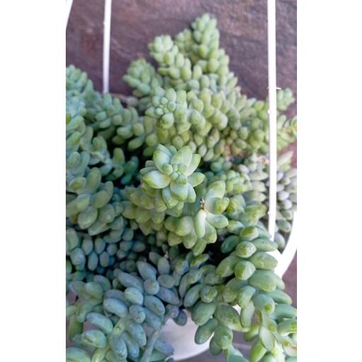 Sedum burrito [2]